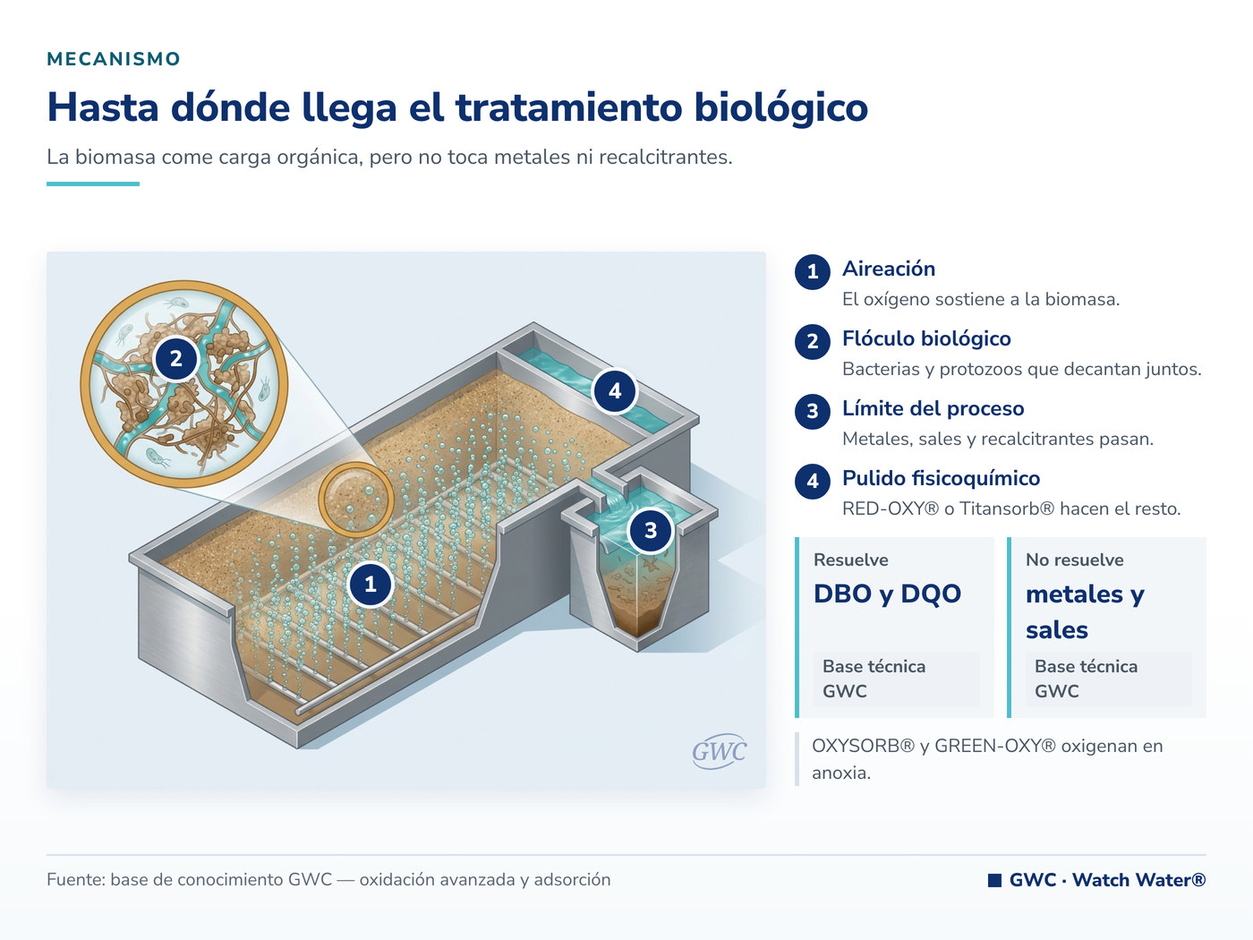Biotecnología ambiental: el flóculo biológico degrada la materia orgánica y su límite